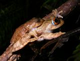 Boophis quasiboehmei