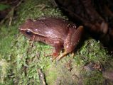 Plethodontohyla mihanika male