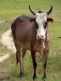 Zebu 01